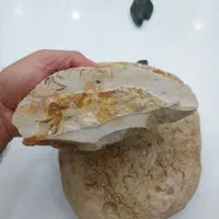 سنگ فسیلی بسیار نادر و قدمتدار|کلکسیون اشیاء عتیقه|چهارباغ, |دیوار