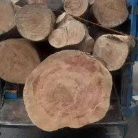 خرید ضایعات چوب،درخت،هرس کاری کادر حرفه ای در منزل|خدمات باغبانی و درختکاری|تهران, پاسداران|دیوار