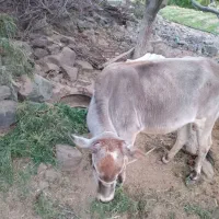 گستر دورگه جنس ناب|حیوانات مزرعه|جبالبارز, |دیوار