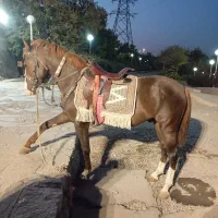 اسب سواری  عکاسی با اسب و محیط|اسب و تجهیزات اسب‌سواری|مشهد, کوه سنگی|دیوار