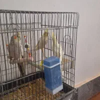 فروش عروس هلندی