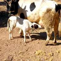گاو گوساله اصیل نر ۲۵کیلو شیر|حیوانات مزرعه|کرمانشاه, |دیوار
