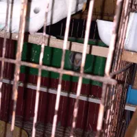 مرغ عشق|پرنده|اردبیل, |دیوار