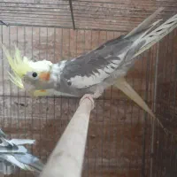 عروس هلندی|پرنده|شیراز, بهارستان|دیوار