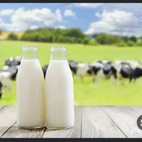 فروش شیر پروتوئین درصد بالا