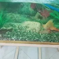 آکواریوم با ماهی جمع و جور و ارزون|ماهی|مشکیندشت, |دیوار