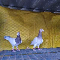 گمشده کبوتر