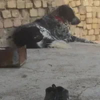 سگ لاس قدرجونی|سگ|مبارکه, |دیوار