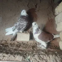 تله تور کبوتر با یه جفت کبوتر به فروش می‌رسد