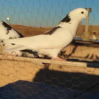 کفتر|پرنده|شیراز, بعثت|دیوار