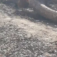 مرغ بالغ