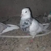سلام خدمت عشقبازی عزیز چنتا قوطی  شازده  درجه یک|پرنده|مرودشت, نقش رستم|دیوار