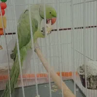 فروش طوطی ملنگو