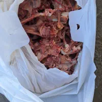 اسکلت گردن تازه رسید