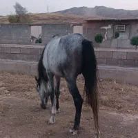 اسب نر ، دوساله ، مدارک دار|اسب و تجهیزات اسب‌سواری|مسجد سلیمان, |دیوار