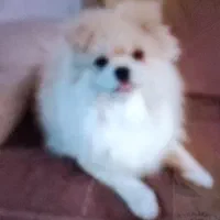 سگ پامرخرسی