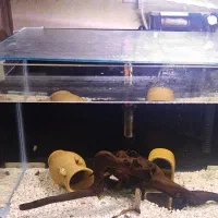 فروش اکواریوم شیشه خم 45*30*25به همراه لوازم کامل