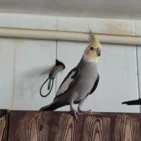 عروس هلندی نر . دستی|پرنده|شیراز, کرونی(خاتونک)|دیوار
