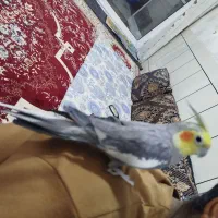 عروس هلندی دستی سخنگو