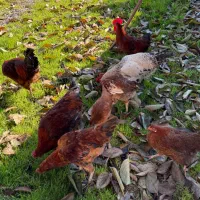 مرغ و خروس محلی|حیوانات مزرعه|تولم شهر, |دیوار