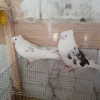 قنار|پرنده|میاندوآب, |دیوار