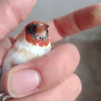 ماده سهره چانه سفید