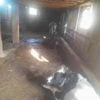 ۱۰ عدد گاو گوساله نر کردی و دورگ|حیوانات مزرعه|رستمآباد, |دیوار