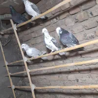 توافقی|پرنده|ساوه, |دیوار