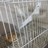 عروس هلندی مرغ عشق مرغ مینا|پرنده|شاهرود, |دیوار