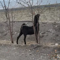 بز غاله نجدی|حیوانات مزرعه|بروجرد, |دیوار