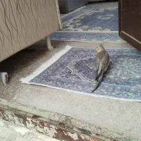 فروش آپارتمان