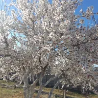 باغ در شیراز نقد/معاوضه با ویلایی آپارتمانی ماشین|فروش خانه و ویلا|شیراز, شهرک امیر کبیر|دیوار