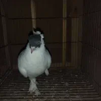 کفتر کبوتر امپراتور تزئینی زینتی رنگی