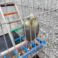 عروس هلندی|پرنده|آشخانه, |دیوار