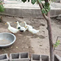 اردک