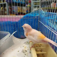 فروش موزایکی نر ریز خون چشم شرابی معاوضه با سهره|پرنده|جویبار, |دیوار