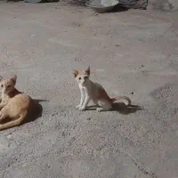 ۲ عدد گربه خونگی