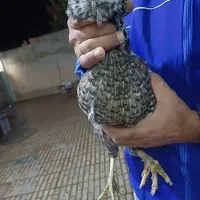 مرغ وخروس گلین اصل پنگوعنی