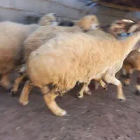 گوسفند|حیوانات مزرعه|توکهور, |دیوار