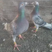 کبوتر  دورگ   گمشده