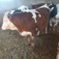 5 راس سمینتال داشتی