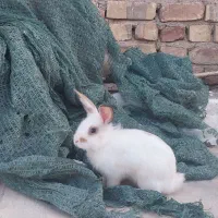 فروش خرگوش بازیگوش