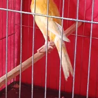 قناری نر مست مست