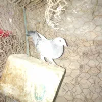 کبوتر فروشی
