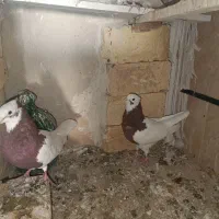 فروش تعدادی طوقی و یک عدد هفت رنگ|پرنده|تاکستان, |دیوار