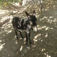 الاغ ماده جوان کاملا اصیل دو سال شماره|حیوانات مزرعه|صدرا-فارس, باغشهر گلبهار صدرا|دیوار