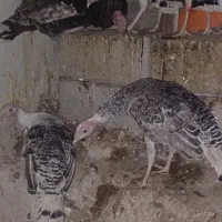 بوقلمون|حیوانات مزرعه|جغتای, |دیوار