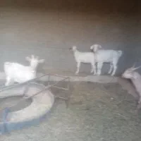 گوسفند|حیوانات مزرعه|بیرجند, |دیوار