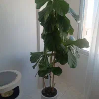 درخت لیراتا ۲ متری