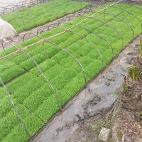 تم.بانک نشا کیفیت عالی